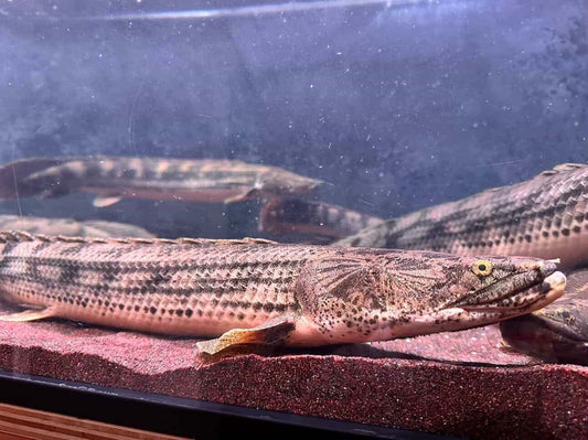 Polypterus Congicus "lake tanginyka  / gisela bichir 30"-31"