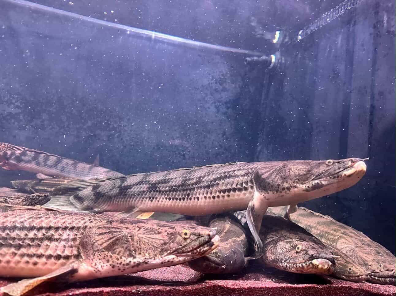 Polypterus Congicus "lake tanginyka  / gisela bichir 26"-27"