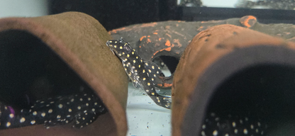L201 Snowball Pleco (Hypancistrus sp.)