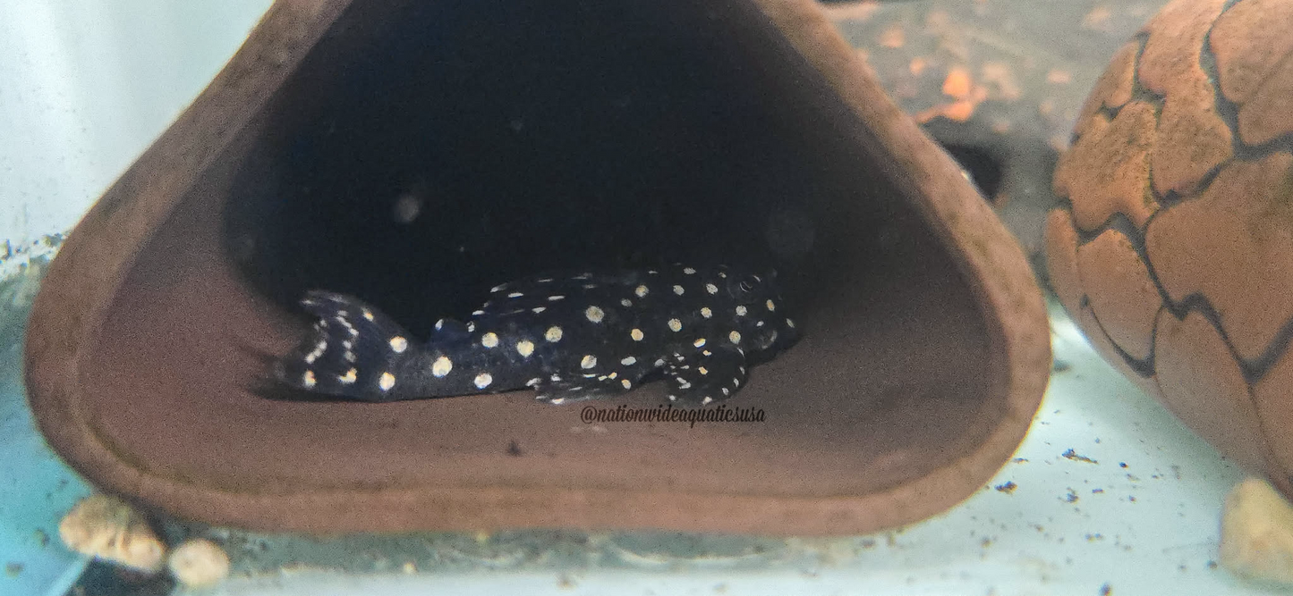 L201 Snowball Pleco (Hypancistrus sp.)