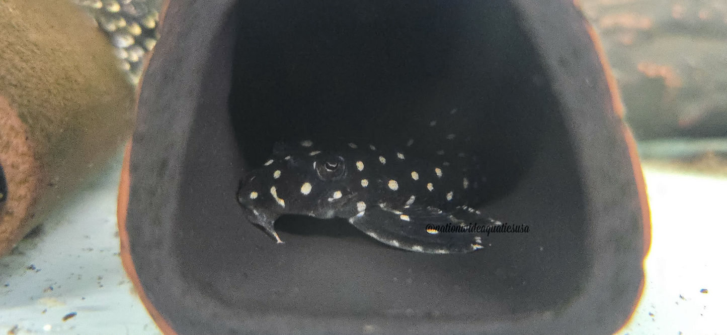 L201 Snowball Pleco (Hypancistrus sp.)