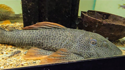 Hypostomus aspertus