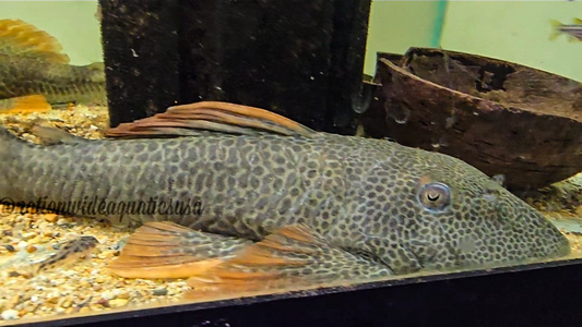 Hypostomus aspertus