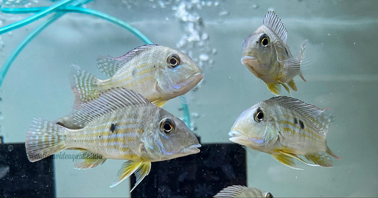 Geophagus Neambi
(Rio Tocantins) 3 pack