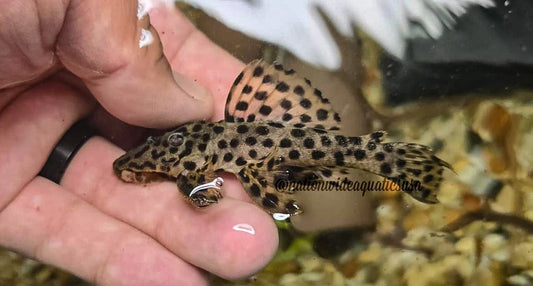 Golden Vampire Pleco (Leporacanthicus heterodon) 3 pack