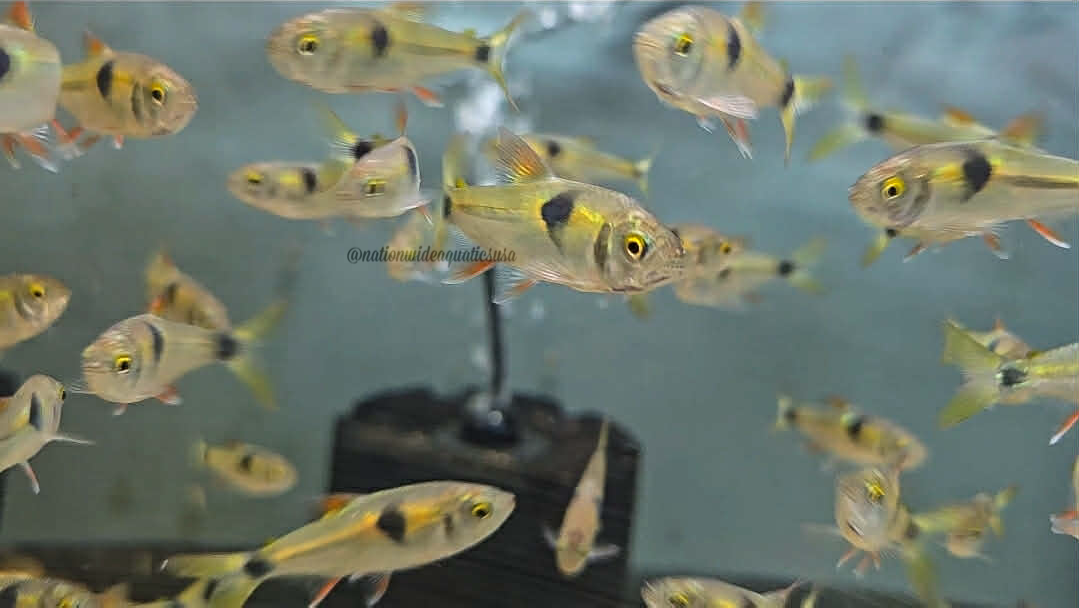 Bucktooth tetra (Exodon paradoxus)