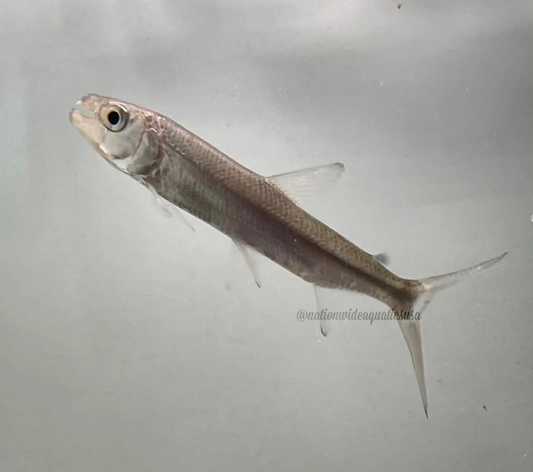 African Tiger Fish (Hydrocynus Vittatus)