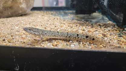 Polypterus delhezi
Armoured Bichir 4”-5”