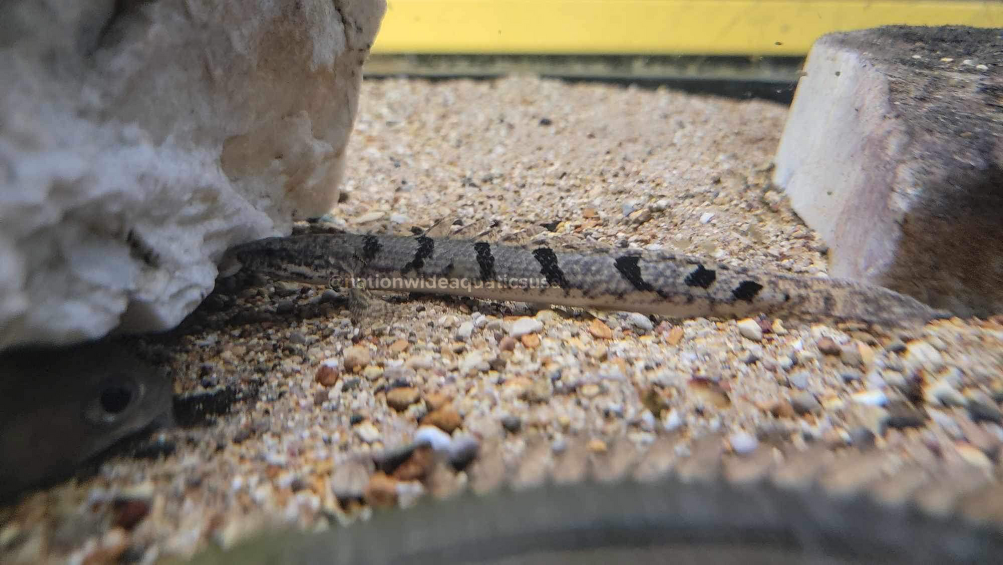 Polypterus delhezi
Armoured Bichir 4”-5”