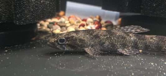Hoplias australis