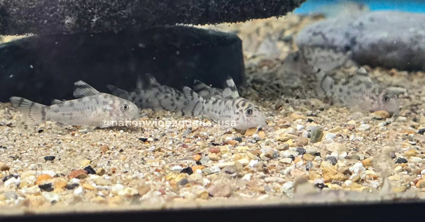 Hoplisoma sp. CW111
The Vulcans
