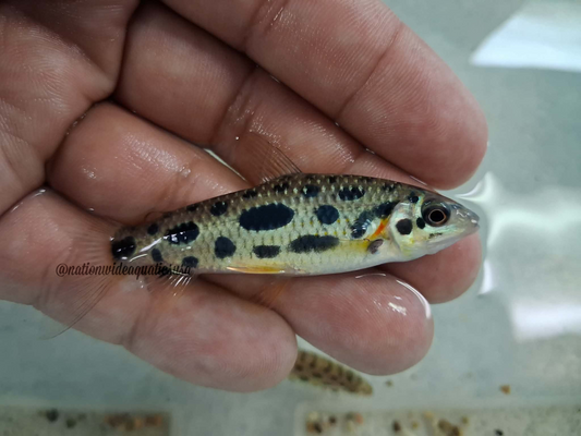 Jewel Spotted Anostomid (Hypomasticus megalepis) 3 pack
