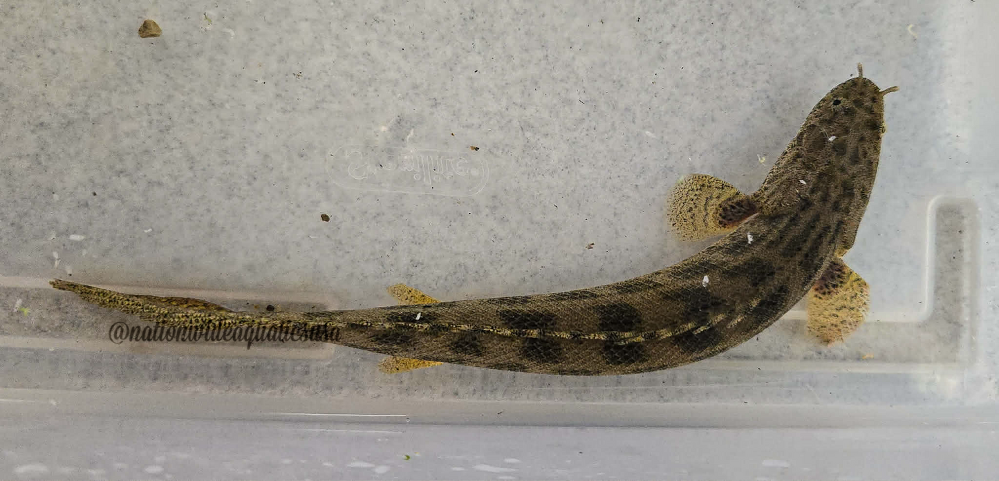 Guinean bichir - Polypterus ansorgii Large
