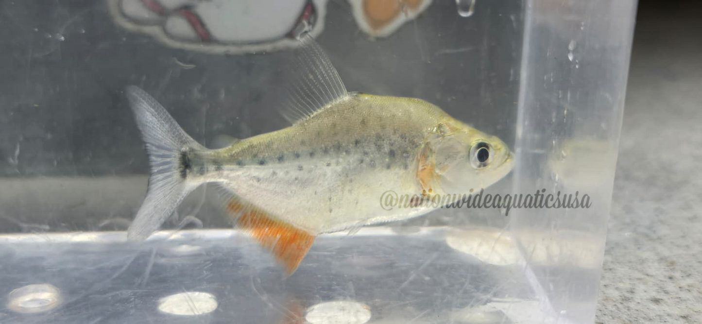 Serrasalmus Marginatus