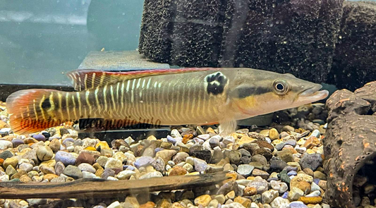 Zebra Pike (Crenicichla zebrina)