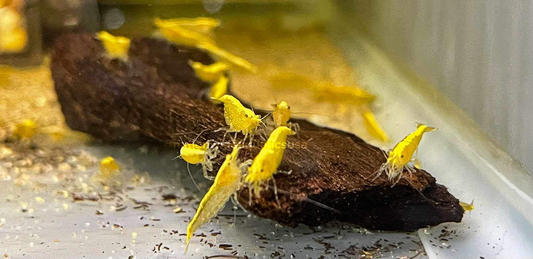 Yellow Neocaridina