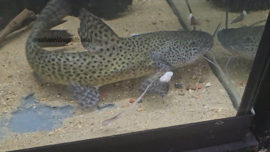 gilded catfish (Zungaro zungaro) *Bad Eye*
