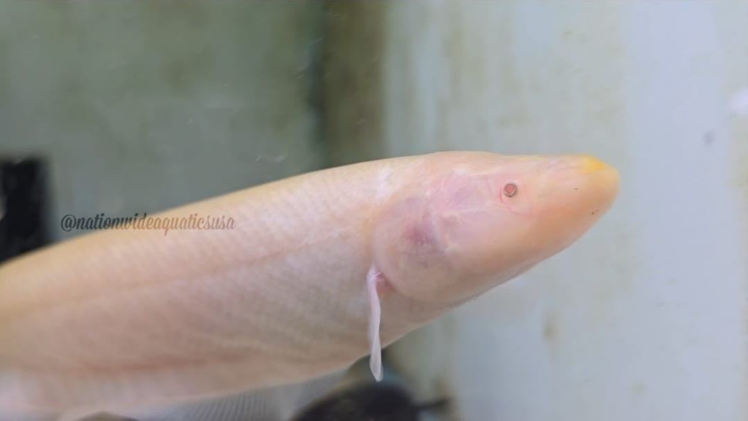 Gymnotus Sp. Albino