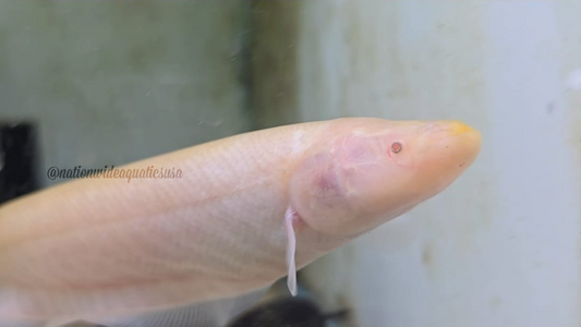 Gymnotus Sp. Albino