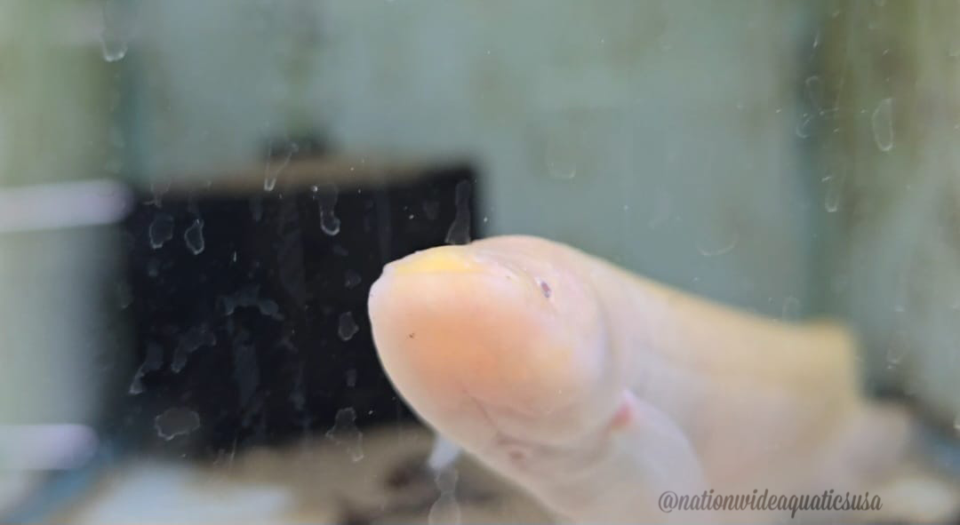 Gymnotus Sp. Albino