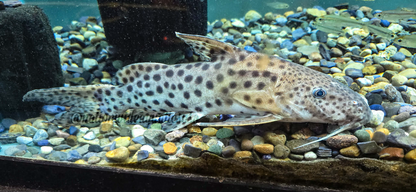 Synodontis longirostris 10"