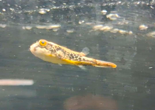 Mbu pufferfish (Tetraodon mbu) 1"