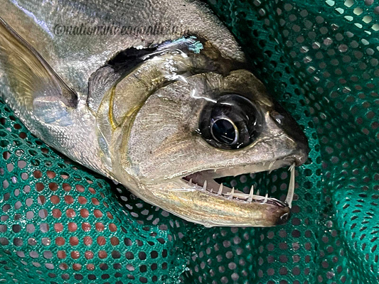 payara armatus