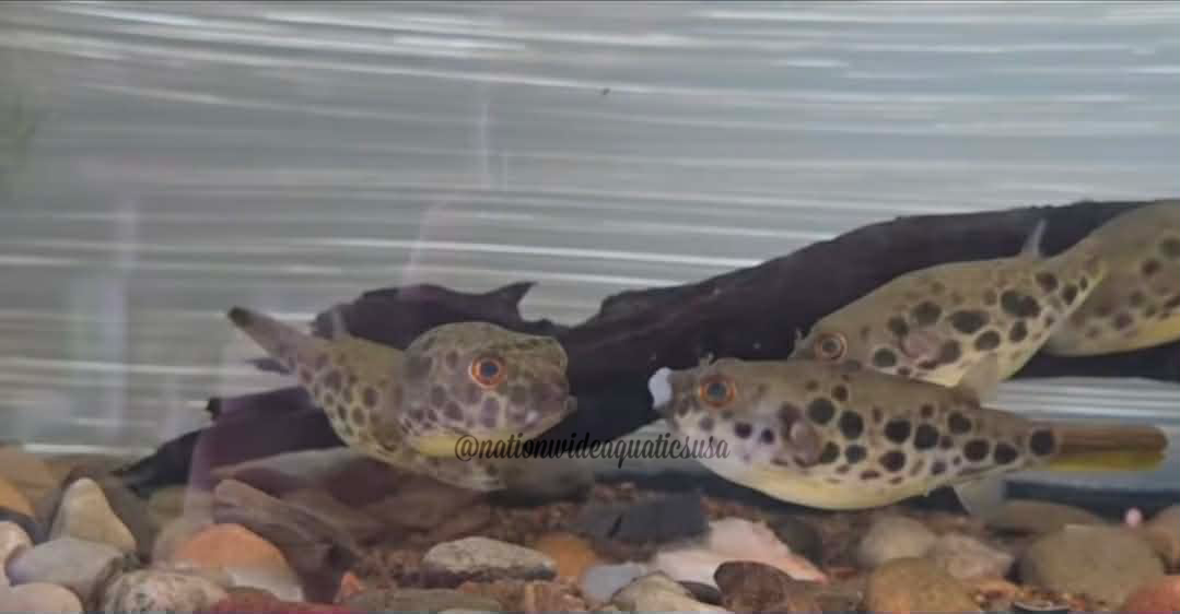 Spotted Congo Puffer (Tetraodon schoutedeni)
