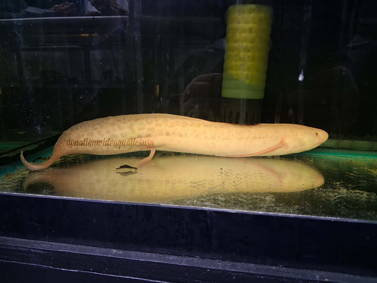 Albino Marbled Lungfish (Protopterus aethiopicus albino