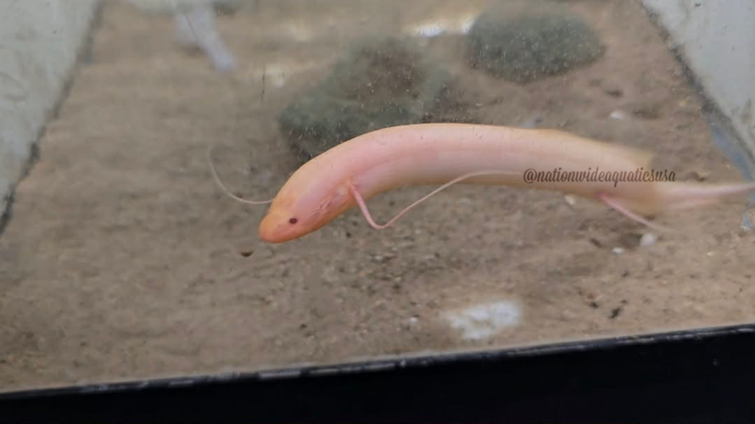 Albino Spotted Lungfish (Protopterus dolloi)