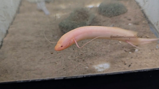 Albino Spotted Lungfish (Protopterus dolloi)