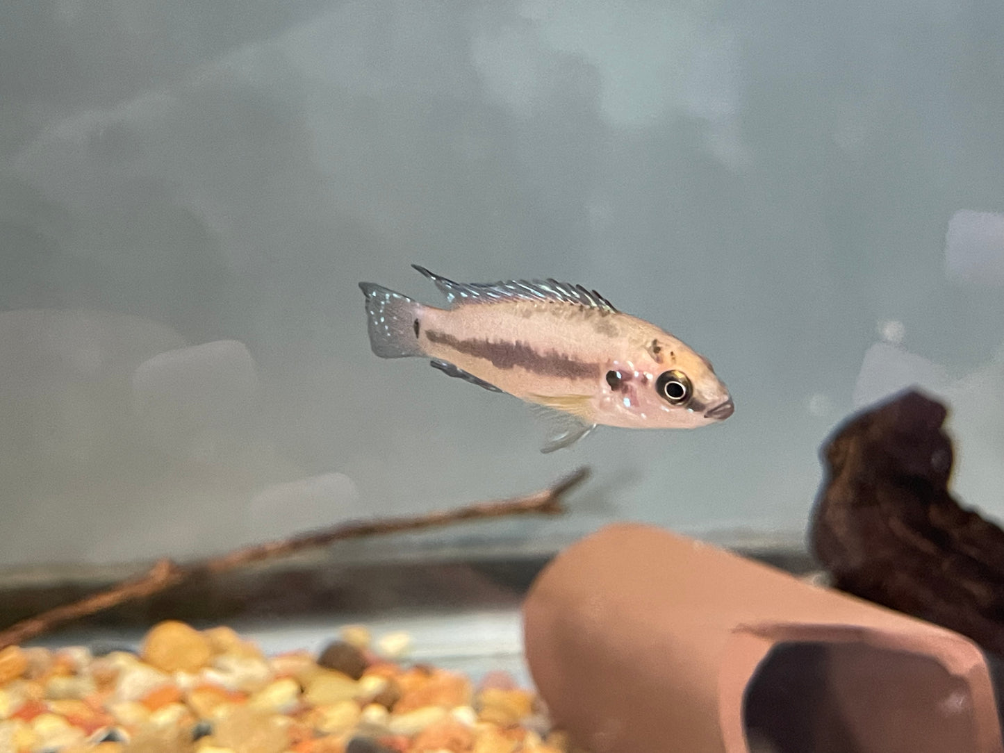 Jewel cichlid