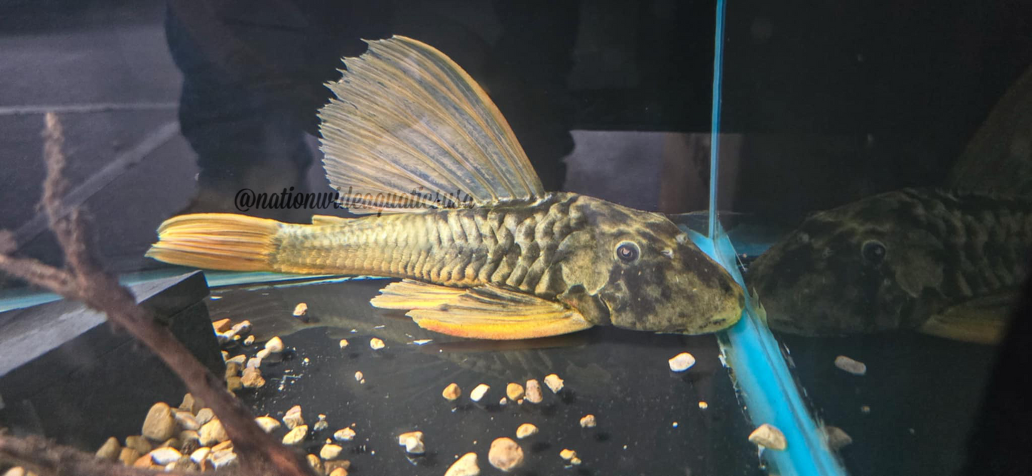 Hypostomus luteus phase 2.5