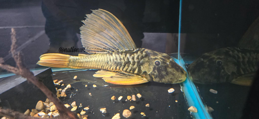 Hypostomus luteus phase 2.5
