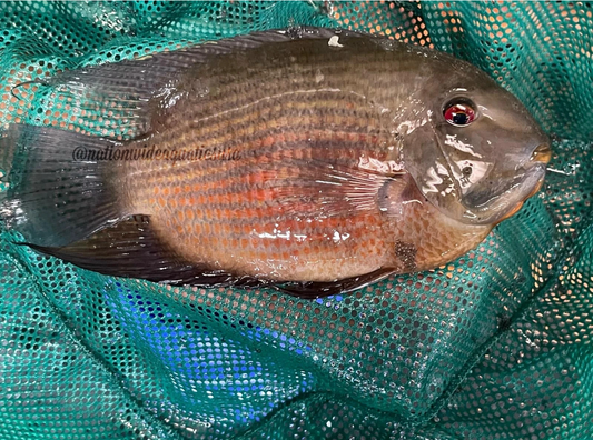 Heros liberifer - Jumbo mouthbrooding Severum