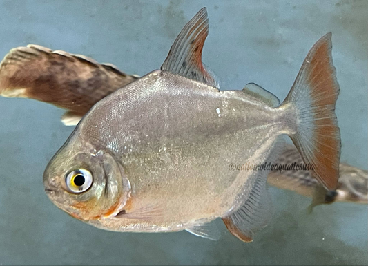 Metynnis Sp - Silver dollar