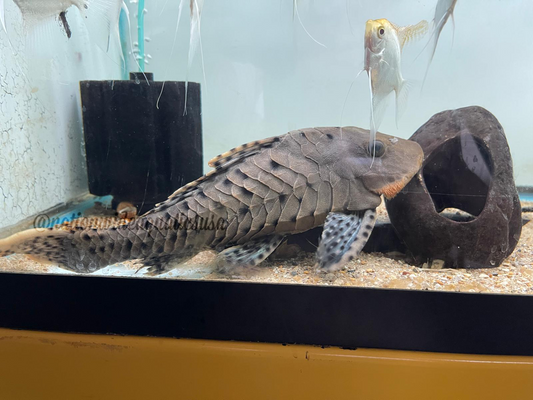 L095 - Orange cheek pinecone pleco
(Pseudorinelepis sp.)