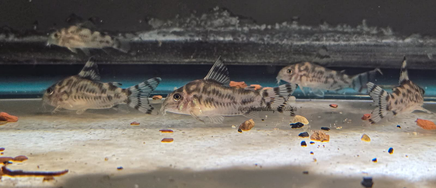 Hoplisoma sp. CW111
The Vulcans