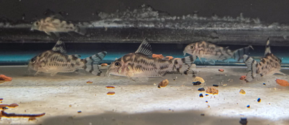 Hoplisoma sp. CW111
The Vulcans