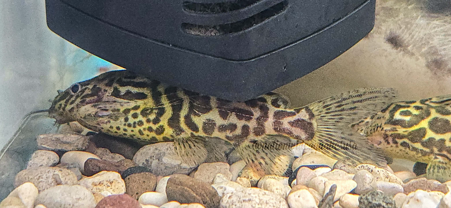 Synodontis schoutedeni