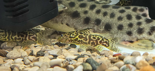 Synodontis schoutedeni 5 pack