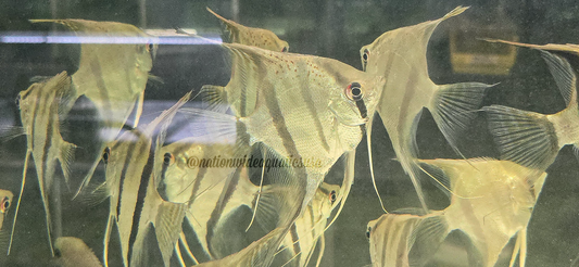 Suriname Pink Spot Angel (Pterophyllum scalare)