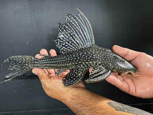Hypostomus rosepunctatus