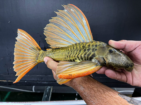 Hypostomus lutues Phase III