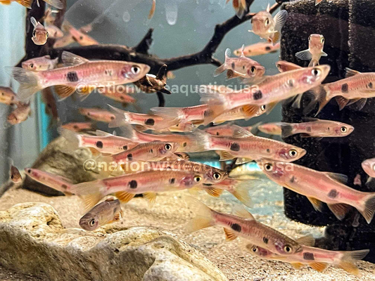 Clown Rasbora
(Rasbora kalochroma)