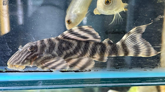L398 Pleco (Panaqolus tankei) 5 pack