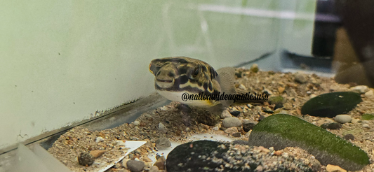 Mbu pufferfish (Tetraodon mbu) 4"-5"