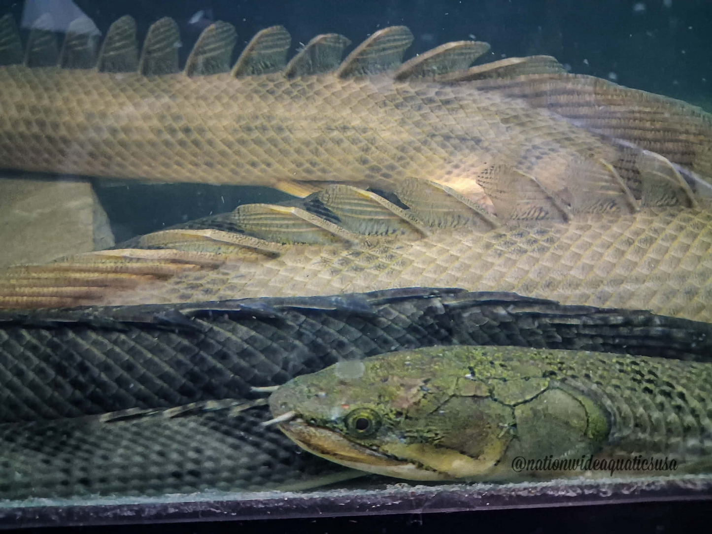 Weeksii Bichir (Polypterus weeksii) 17"-18.5"