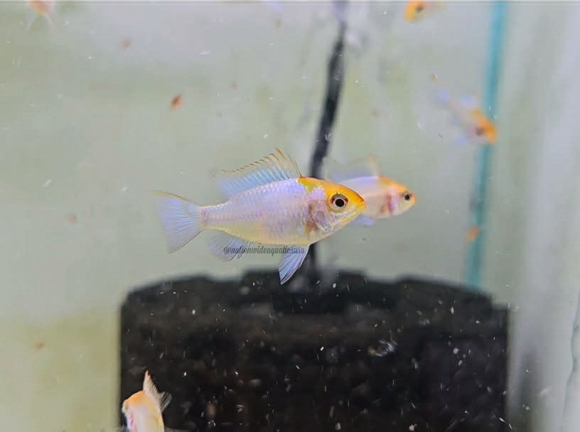 Electric blue Ram (Mikrogeophagus ramirezi)