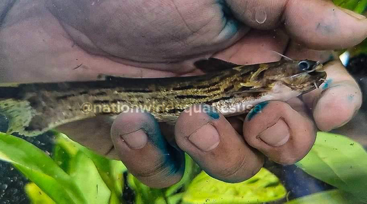 Tatia sp. Peru green * undescribed species*